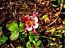 6월2일 탄생화 - 빨강 매발톱꽃(Columbine)