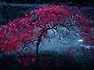 Autumn Theme - Fariborz Lachini