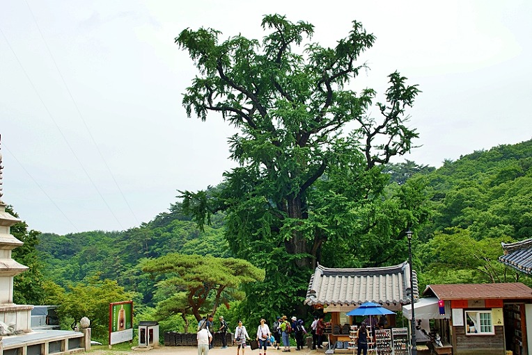 용문사 이미지