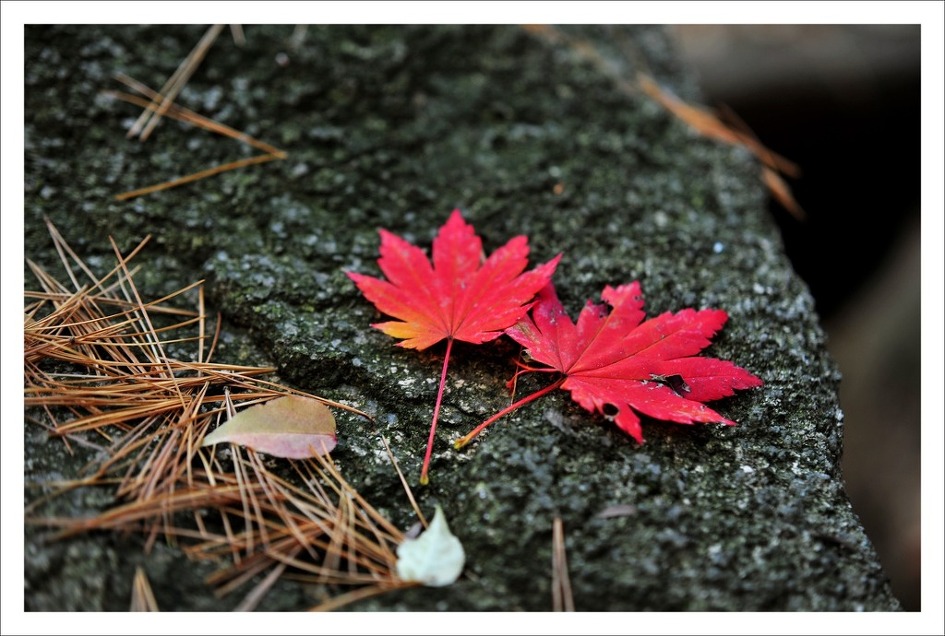 이정님의 멋진 추경