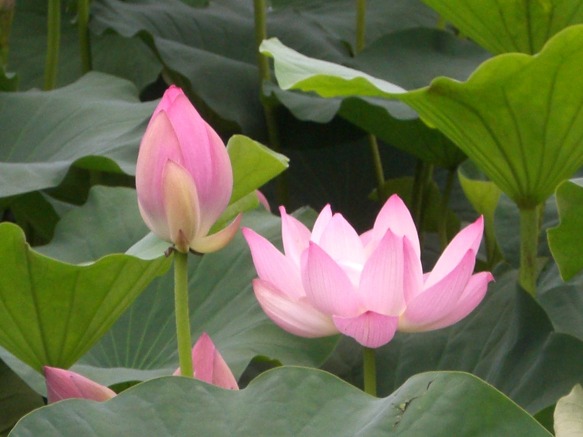 취향정 ,덕진연못 풍경