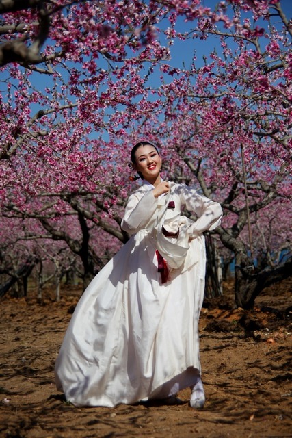 영천 복사꽃 촬영대회