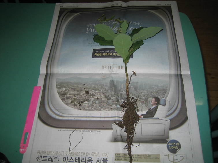 왕도토리 이미지