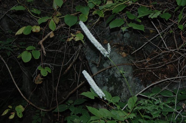 2009 천왕봉 산행(4) 제석봉을 지나며,,