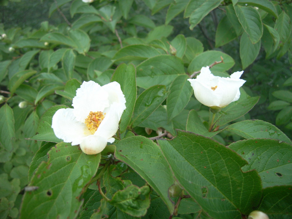 산행_김천 수도산