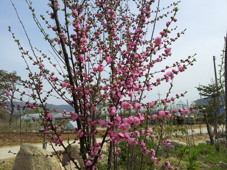 펀치볼 돌산령 농원의 화단