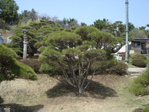  명품 소나무