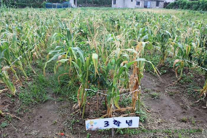 지속 가능한 석유 의존없는 농사교육 초등학교 텃밭