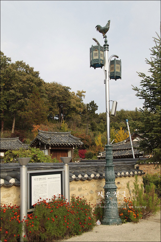 황금닭 이미지
