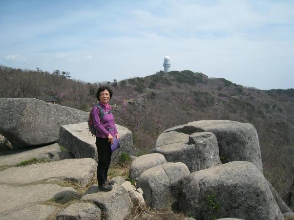 비슬산 참꽃