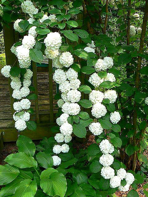 아름다운 정원 꽃