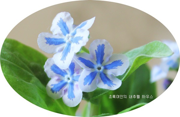 봄꽃에서첫눈까지 이미지