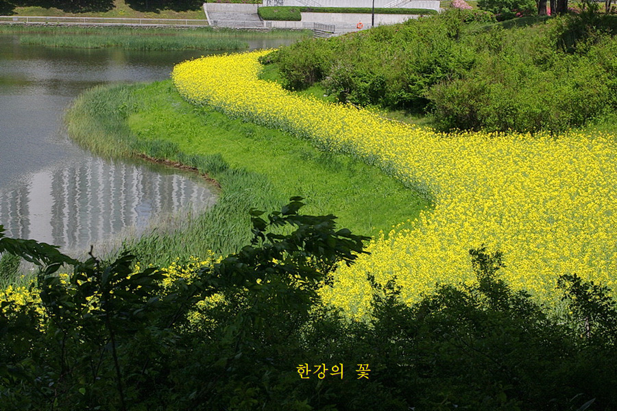 유채꽃