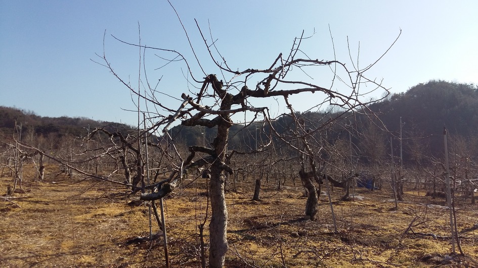 전지가 끝난 과원 전경