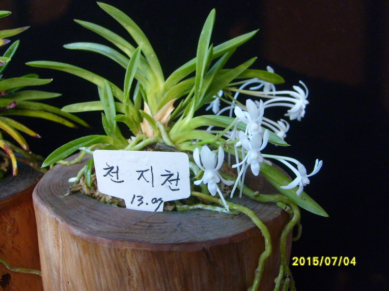 천지천 이미지