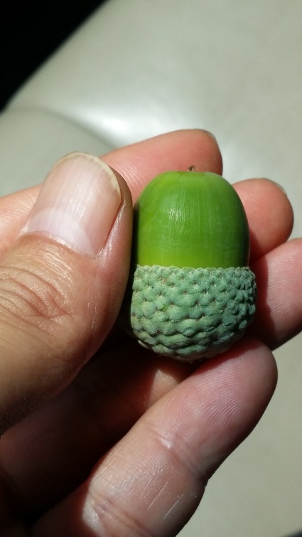 왕도토리 이미지