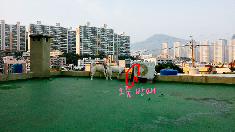 와니와니 이미지