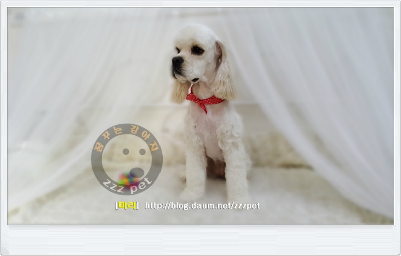 [대전애견미용] 코카스페니엘(Cocker Spaniel) 