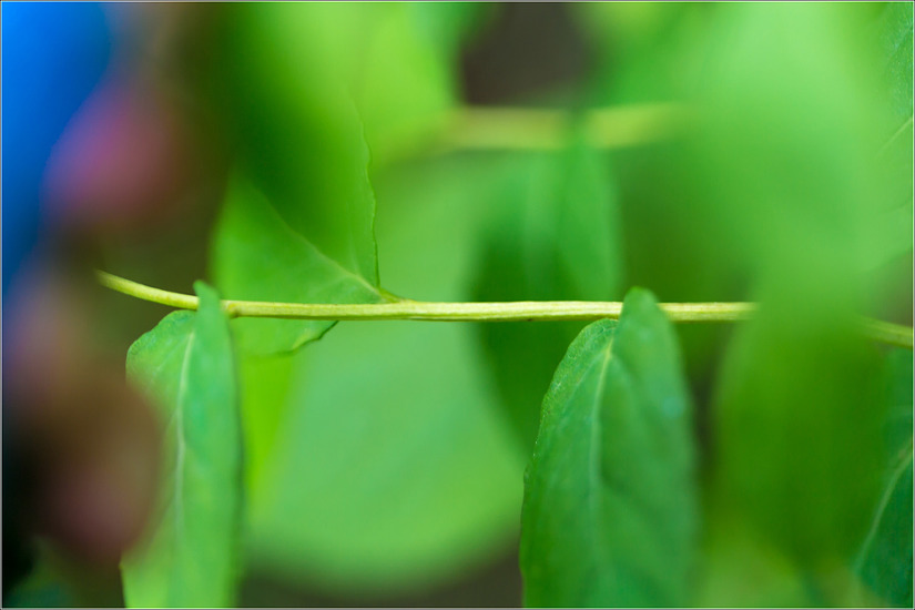 참조팝나무와 덤불조팝나무 꼭 이름 갈라야 하나...