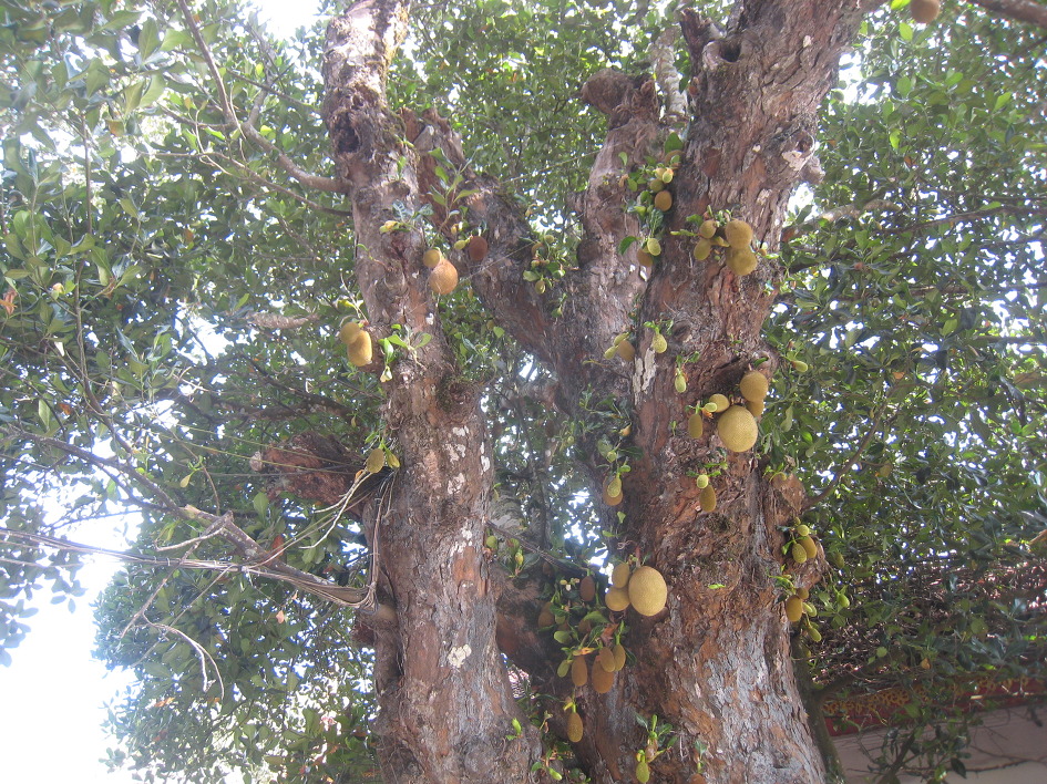 치앙마이에서 만난 꽃들...