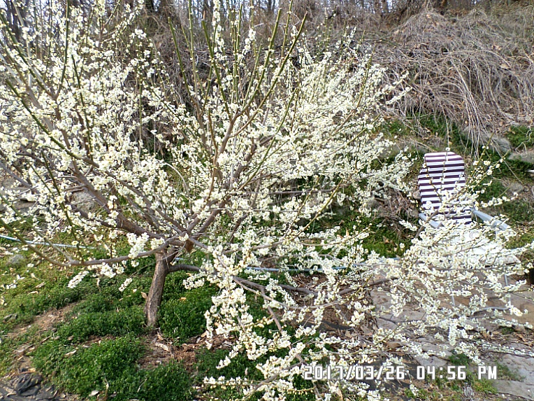  매실 꽃 나무