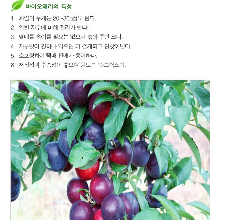  체리나무 