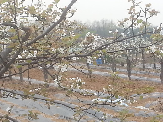 벚꽃이 화사한데 벌이 없어요