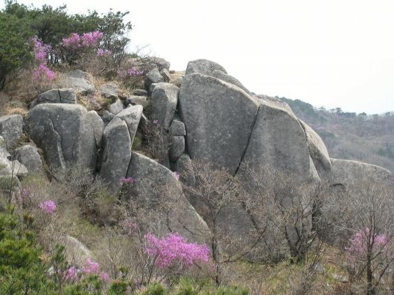 비슬산 참꽃