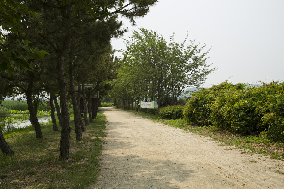 산책하기 좋은 안산습지생태공원 / 안산둘레길, 갈대습지길