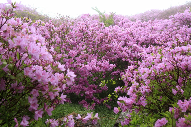 * 지리산 바래봉 산행기 