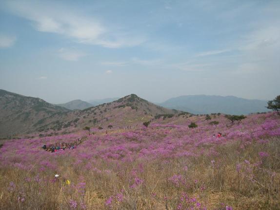 비슬산 참꽃