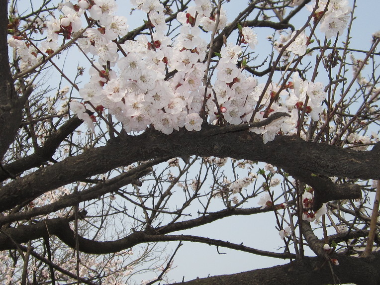**  한강 뚝섬 공원에 핀 매화꽃  **