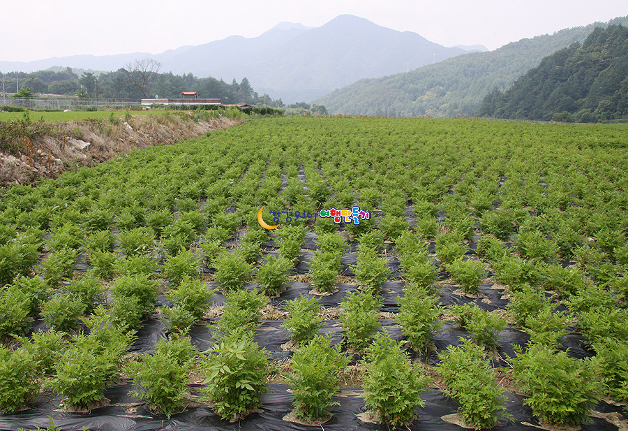 충북 제천여행 2016 올해의 관광도시 제천시 손님맞이 관광아카데미 여행블로거기자단장 강경원 강의