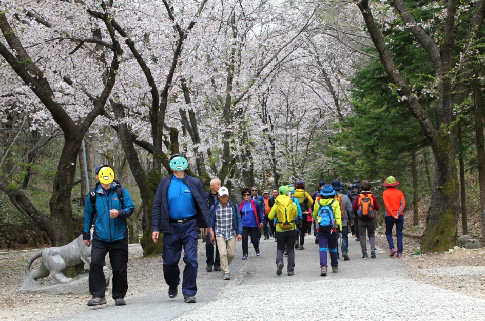 진안 마이산(암마이봉) 벚꽃산행 / 20180413(금)