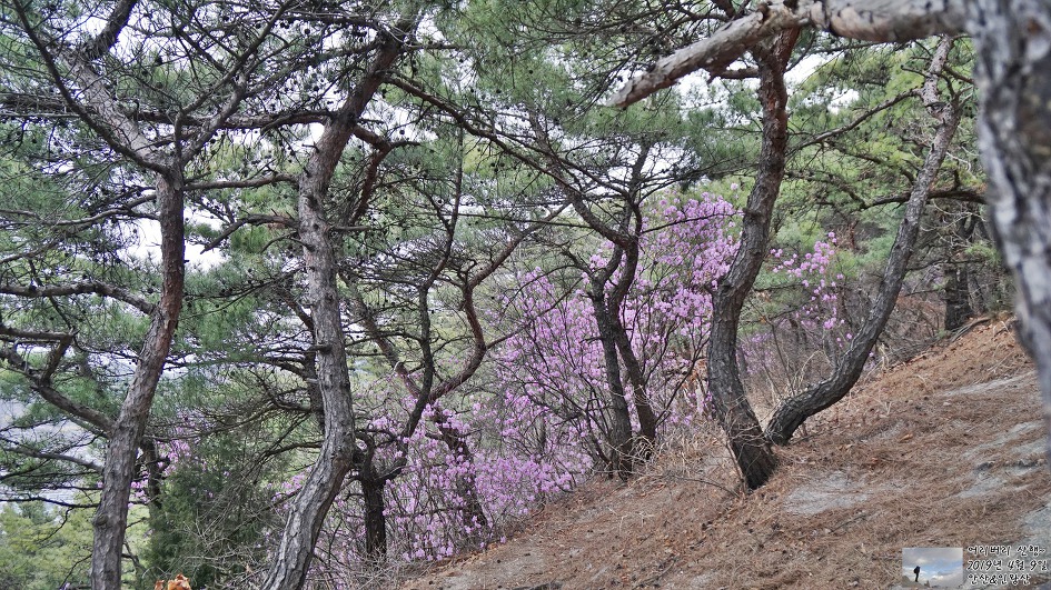 서대문,안산 & 인왕산...개나리,진달래가 흐드러지게 피어있고~