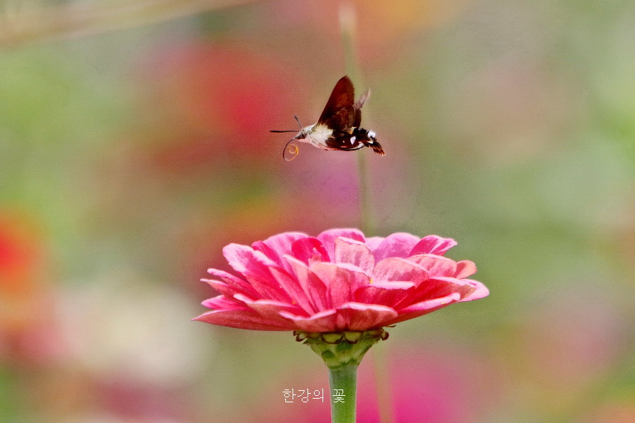 검은꼬리박각시