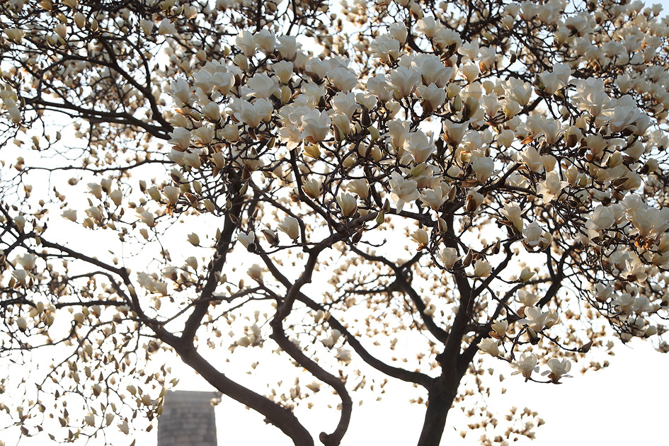 [경주 첨성대] 경주 첨성대 주변에 심어놓은 백목련도 활짝 피었네요 / 토함