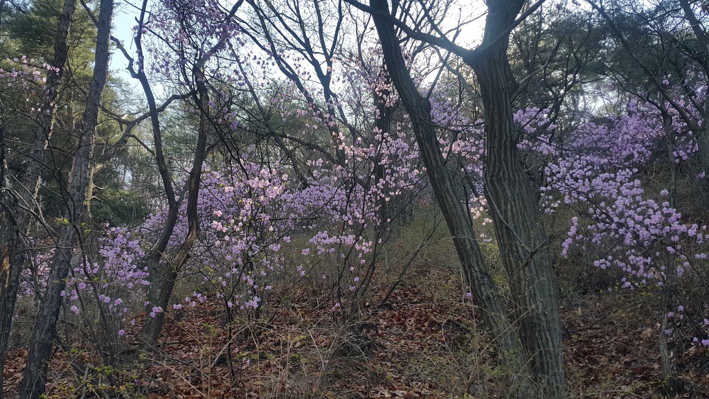 불암산둘레길 불암산진달래길 불암산정상 불암산