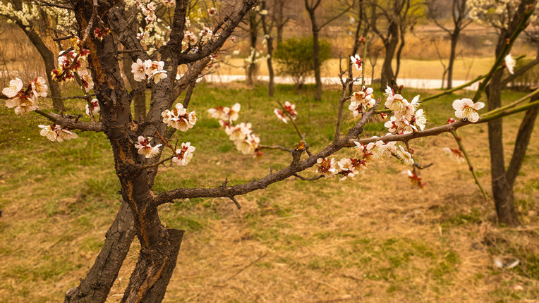 일산호수공원의봄