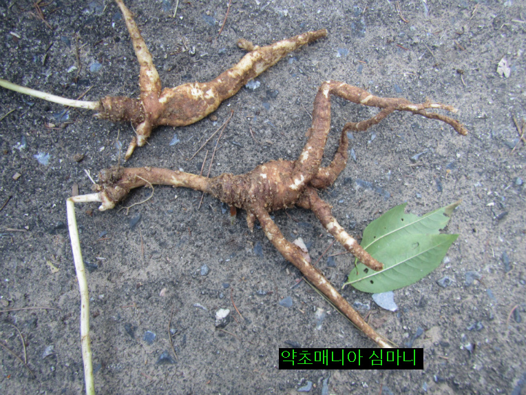 직장 후배가 켄 장생(長生)산도라지.
