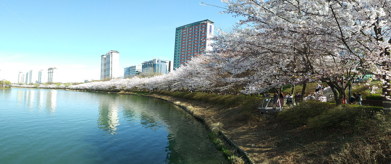 석촌 벗꽃 축제