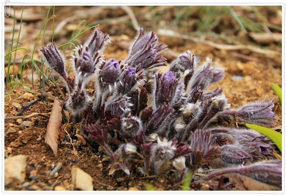 동강 할미꽃 ....  2019 . 3.23