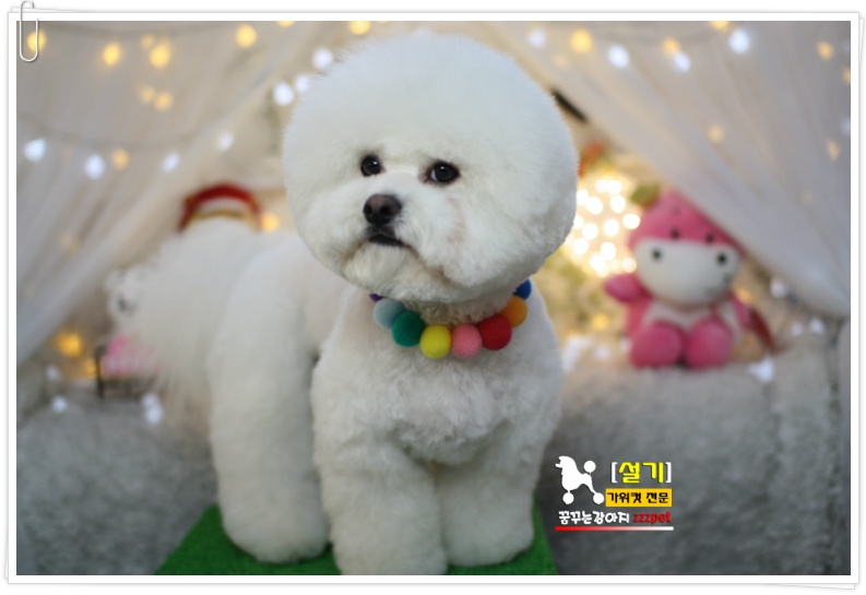 비숑프리제 아로마 탄산스파 : 대전 애견미용