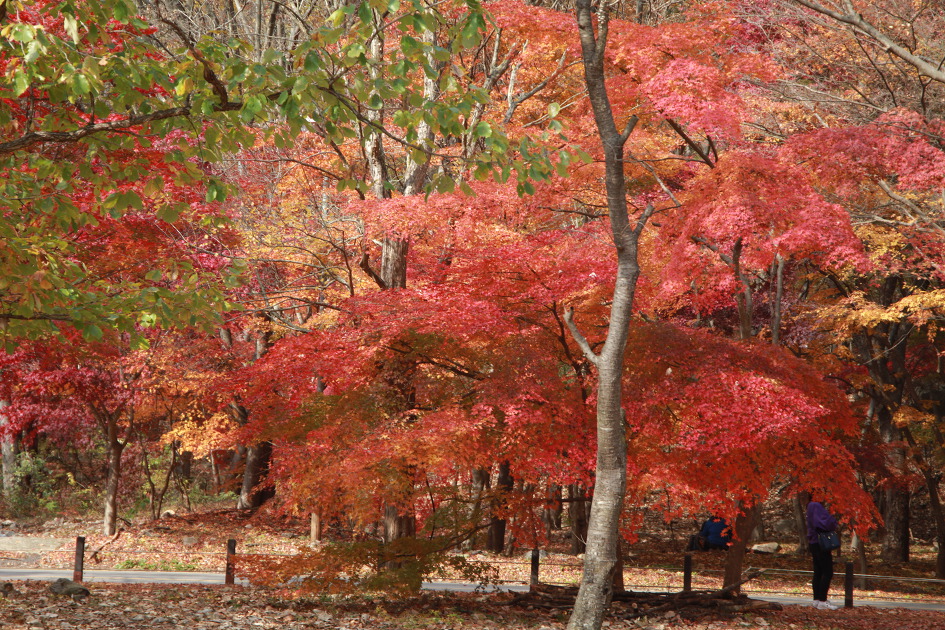 내차로,열흘간 시간여행,11일째(여수,내장산단풍)