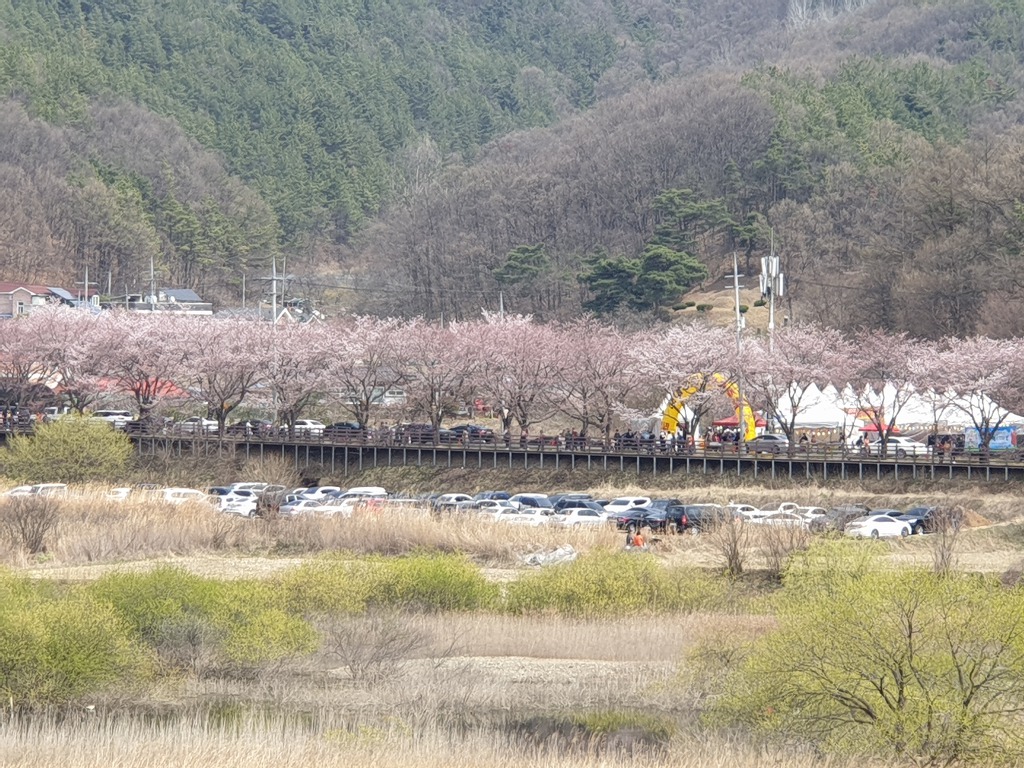 제1회 대청호벚꽃축제