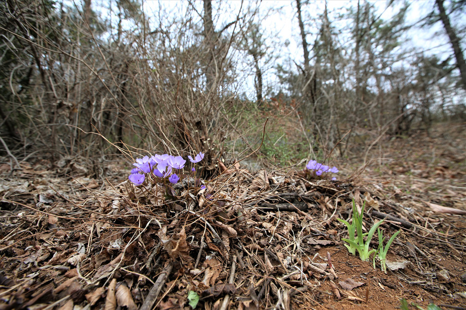 깽깽이풀(2019-3)