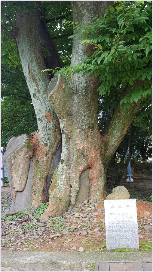 수령200년된 느티나무