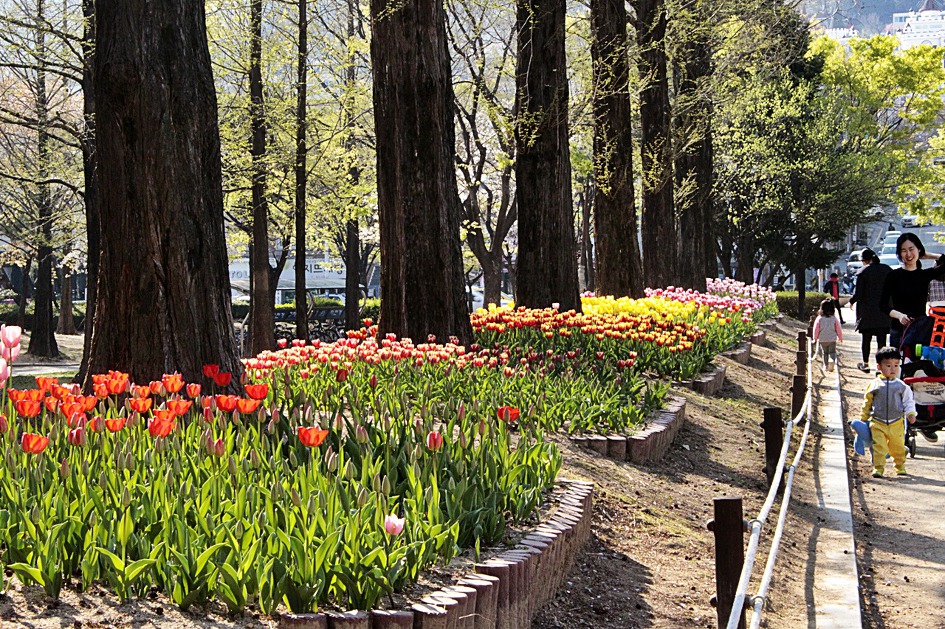 ♣♬ 김해시 연지공원 돌아보기[20190404]♪♣
