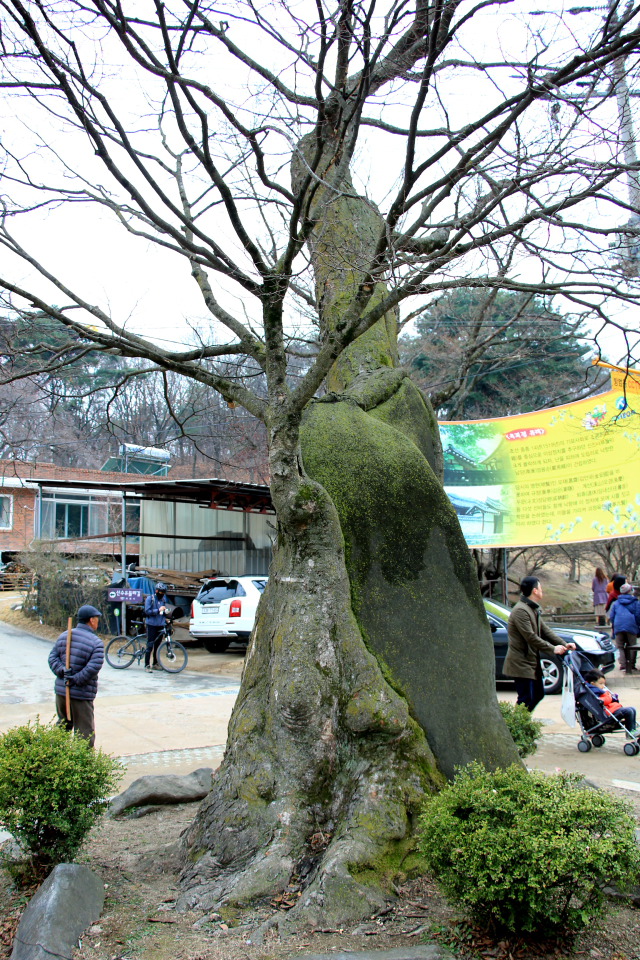 이천 원적산 산수유 산행 (2019.3.31)