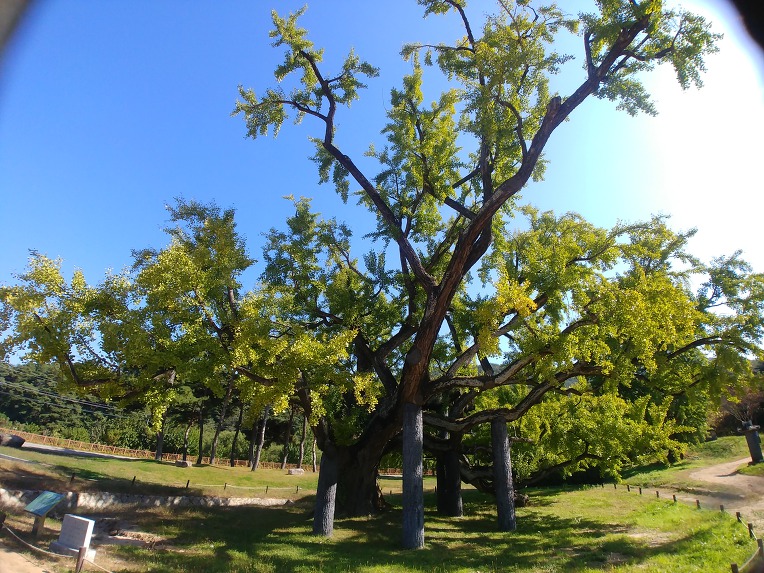 도동서원(道東書院)